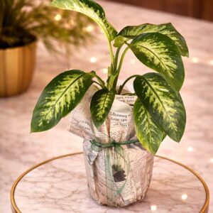 Lavinya Green Premium